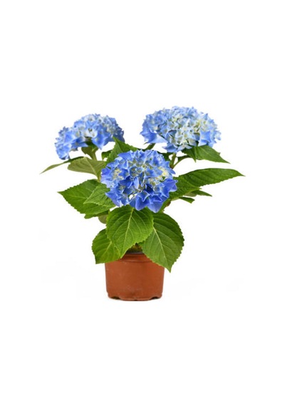 Videolu 1 Adet Ithal Mavi Çiçekli Ortanca Çiçeği 40-70 Cm Saksılı Çiçekli Bodur Bitkiler Hydrangea