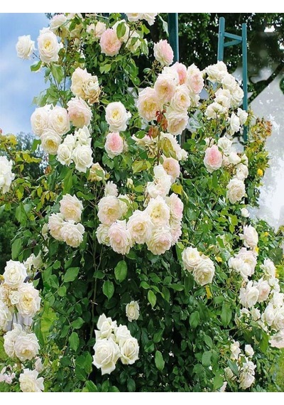 Videolu Beyaz 1adet Sarmasık Çardak Gülü Fidanı Saksılı 60-120cm Rose On A Pergola