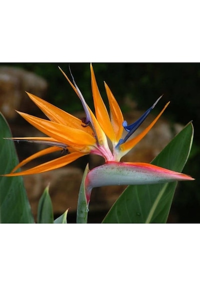 5 Adet Bird Of Paradise,strelitzia Reginae Tohumu