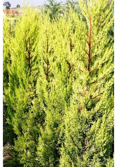 Limoni Servi Cupressus Macrocarpa Goldcrest