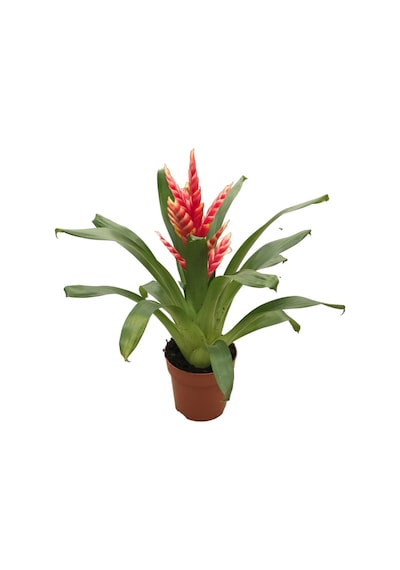 Vriesea Intenso pink - Ev Ve Ofis Bitkisi N11.2905