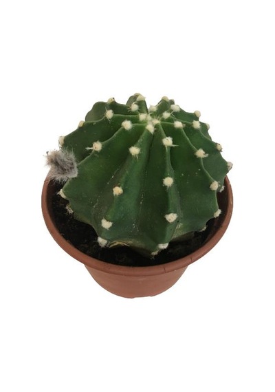 İthal Büyük Boy Kaktüs - Echinopsis Subdenudata 17 Cm Lik Saksıda