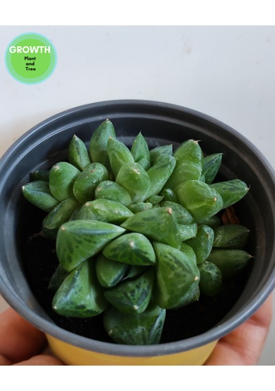 Haworthia Cymbiformis Group 1 Adet