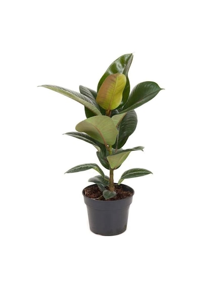 Kauçuk Çiçeği 1 Adet Saksılı 20-45cm Ficus Elastica Mini Boy Salon Çiçeği