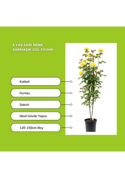 3 Yaş Sarı Renk Sarmaşık Gül Fidanı