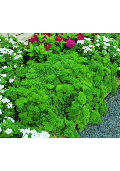250+ Katmerli Kıvırcık Maydanoz Tohumu N113514