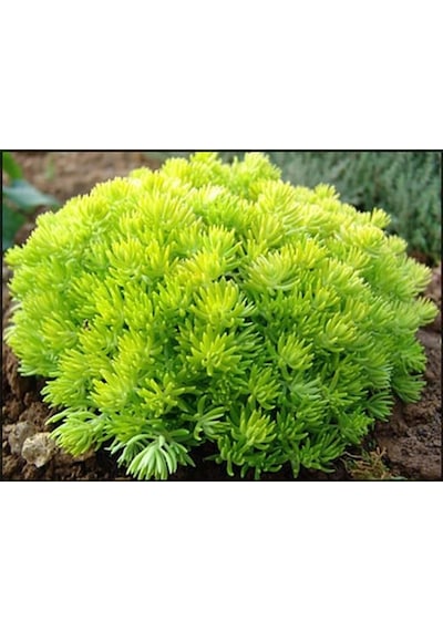 Sarı Sedum - Sedum Mexicanum 180 Adet