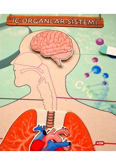 Tox iç Organlar Sistemi Keçe Duvar Panosu . Eğitici Oyuncak