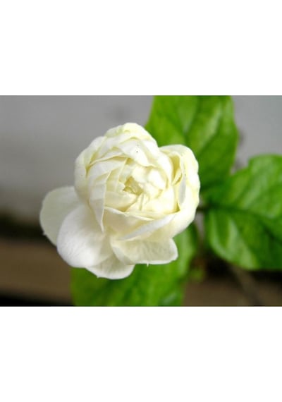 Katmerli Ful Yasemini Çiçeği Fidanı Saksılı 100 Cm-120 Cm