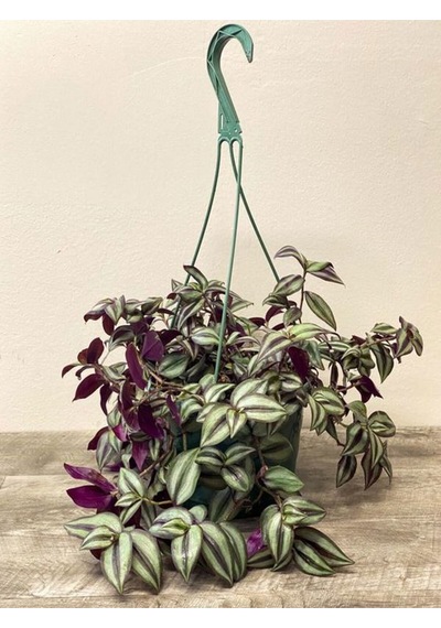 Tradescantia Zebrina Telgraf Çiçeği Askılı Saksıda 20-40cm