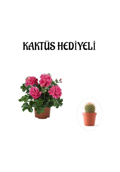 Hediyelik Pembe Sakız Sardunya Çiçeği Fidanı Sevgililer Gününe Özel Kaktüs Hediyeli