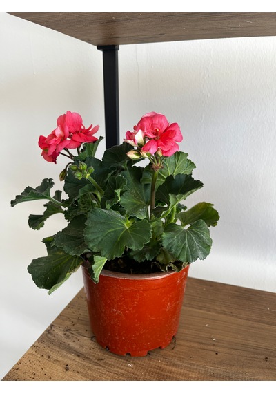 Pembe Sardunya Bitkisi Pembesardunya