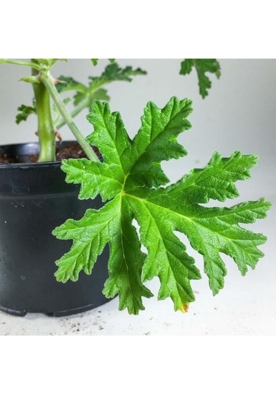 Pelargonium Graveolens Itır Bitkisi Mis Kokulu 10-20 Cm