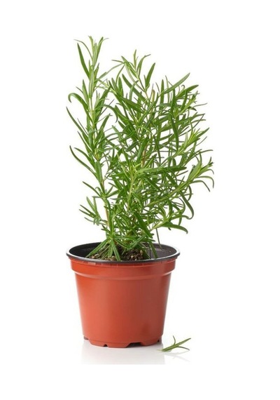 Sinek Böcek Kovucu Bitki Seti Lavanta+biberiye+sarı Kadife Çiçeği 10-20cm Boylarında