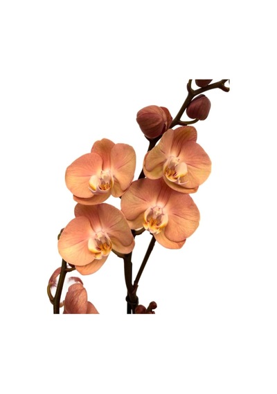 Phalaenopsis 'suki' Turuncu Orkide Ø12 Cm Y70-80 Cm Çok Renkli