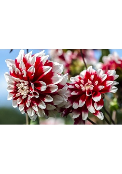 Kırmızı Beyaz Dahlia Çiçeği Tohumu 30+ Tohum N111239