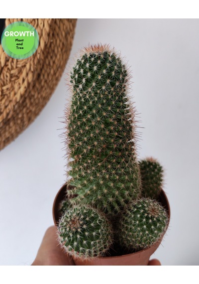 Mammillaria Densispina Kaktüs 1 Adet