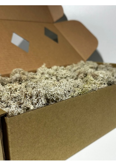 Reindermoss Şoklanmış Norveç Yosunu Terarium Yosunu Natural Green 500 Gr.