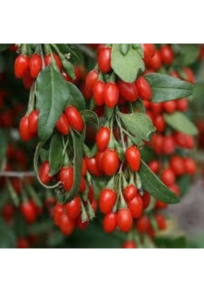 Goji Berry Kurt Üzümü Tohumu 20 Tohum