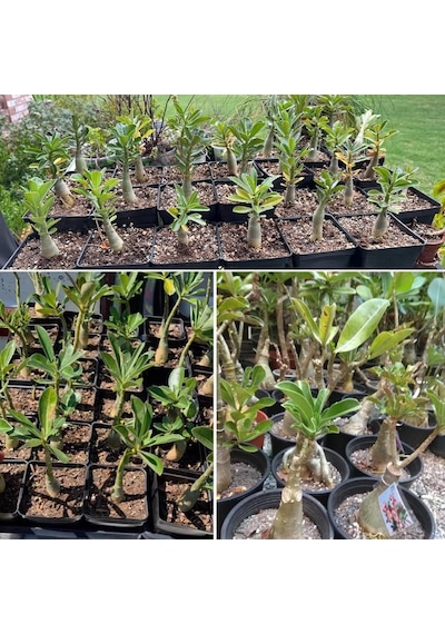 Adenium Obesum Çöl Gülü - Özel Nadir Katmerli Sarı Varyete Yellow Desert Rose 1