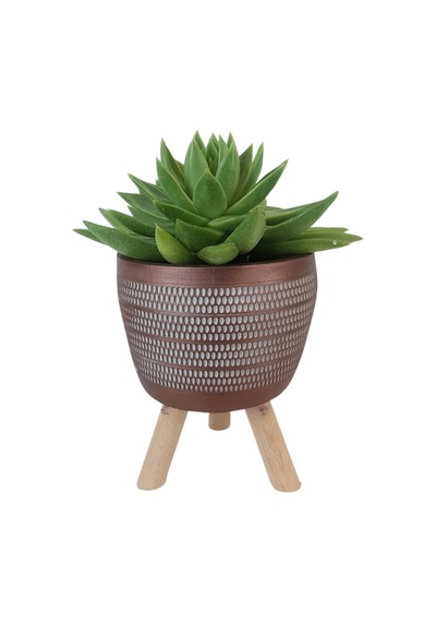Echeveria Agavoides Kiremit Rengi Damla Saksıda