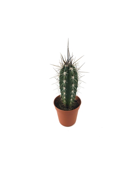 Stetsonia Coryne (Kaktüs) Ø5,5 CM Y0-10 CM