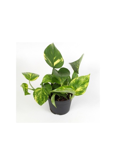 Pothos Sarmaşığı Epipremnum Pinnatum Ithal Bitki