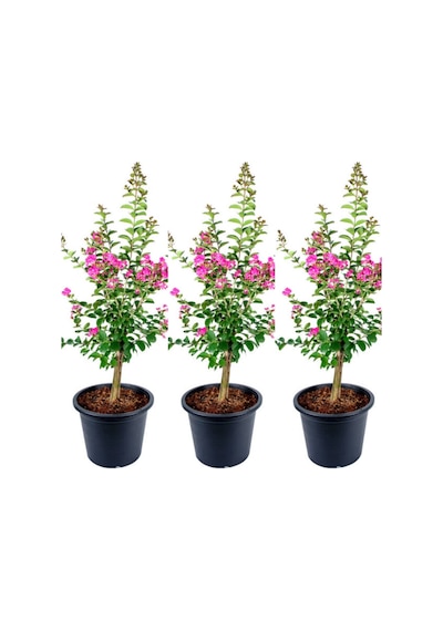 Videolu Hoş Kokulu 3 Adet Pembe Oya Ağacı Fidanı 30-65cm Tüplü\saksılı Lacebark Pine Sapling