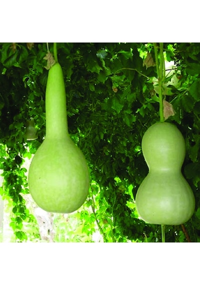 SimaGRo Çiçek Tohumları Yıldız Çiçeği 30 Adet