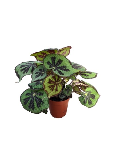 Begonia Masoniana Begonia Çiçeği Ø14 Cm Y35-40 Cm