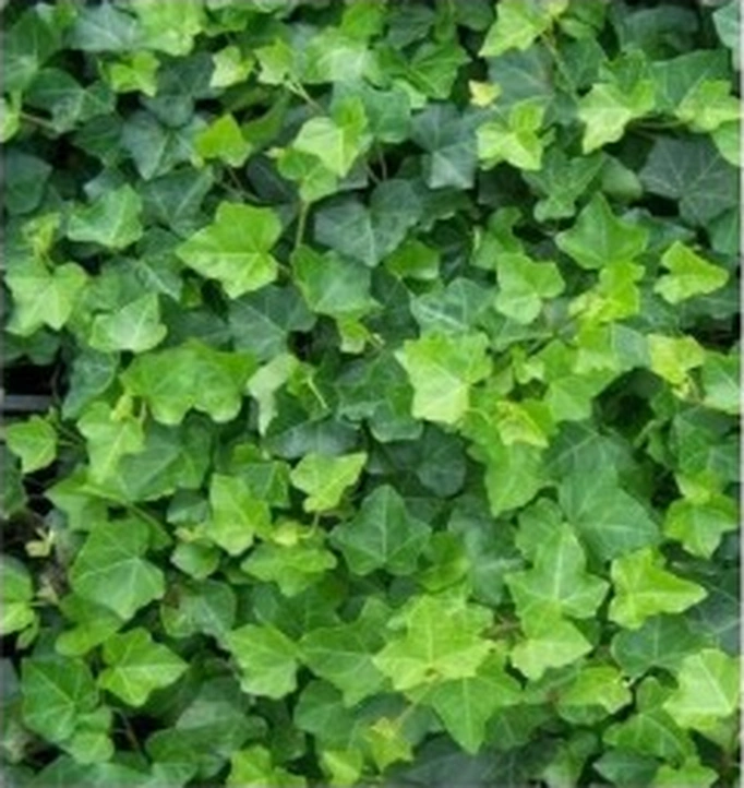 Orman Sarmaşığı Fidanı 10-20 Cm