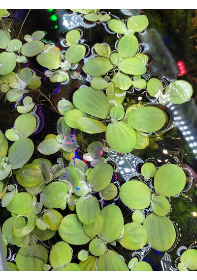 Pistia Stratiotes Su Marulu Su Üstü Canlı Akvaryum Bitkisi 4 Kök 15-20 Yaprak Kolay Bitki
