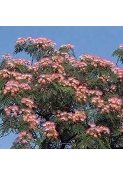 10 Adet Tohum Gülibrişim Ağacı Tohum Gülibrişim Tohum Sürpriz Hediye Bonsai Ağacı Tohumla