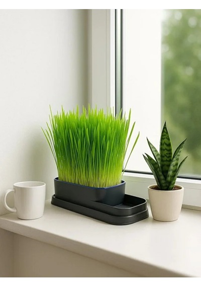 Mucit Home Topraksız Doğal Kedi Çim Yetiştirme Kabı