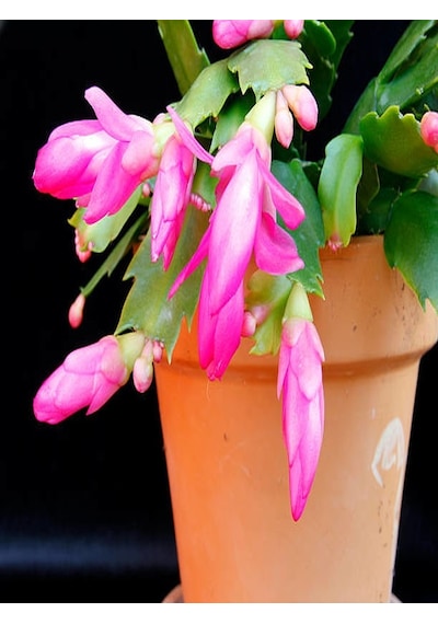 Serada Decor Plant Yılbaşı Çiçeği Yılbaşı Kaktüsü Açık Pembe 8.5 Saksıda İç Mekan Bitkisi