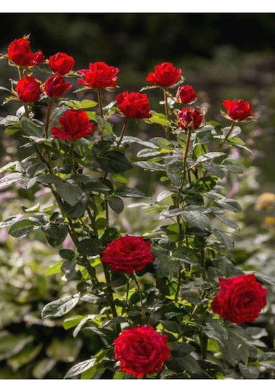 Yediveren Kırmızı Renkli 30 40 Cm 1 Adet Saksılı Aşılı Gül Red Rose
