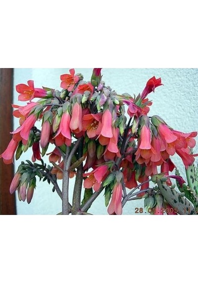 Mother Of Millions Aşkın Gözyaşı Çiçeği Fidanı 10-20 Cm