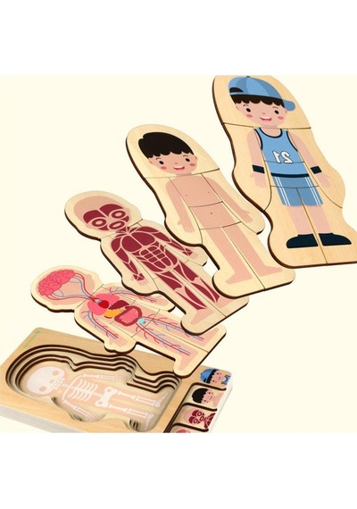 Montessori Waldorf Öğrenme Ahşap Erkek Insan Vücudu Anatomisi Puzzle