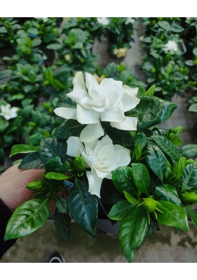 Gardenya Yoğun Kokulu 1 Adet Saksılı Gardenia Jasminoides