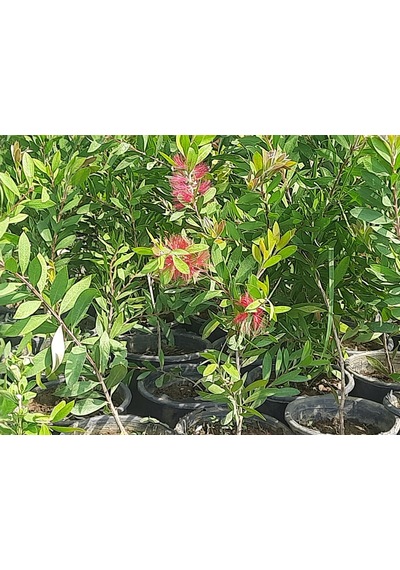 Bahçevilya 2 Yaşında Tüplü Fırça Çalısı 60- 80 Callistemon Fidan