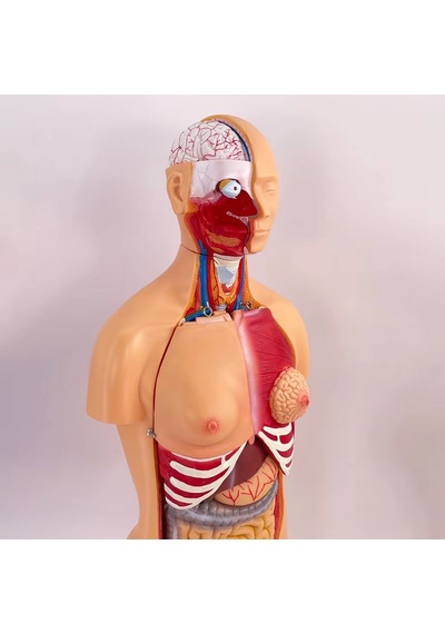 İnsan Vücudu Modeli Torso 85cm 23 Parça Unisex Kadın Erkek Tam Boy Gerçekçi Renkler Kaideli