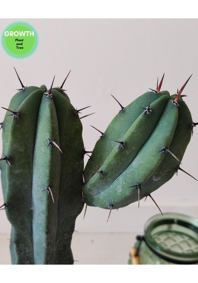 Blue Myrtillocactus 1 Adet