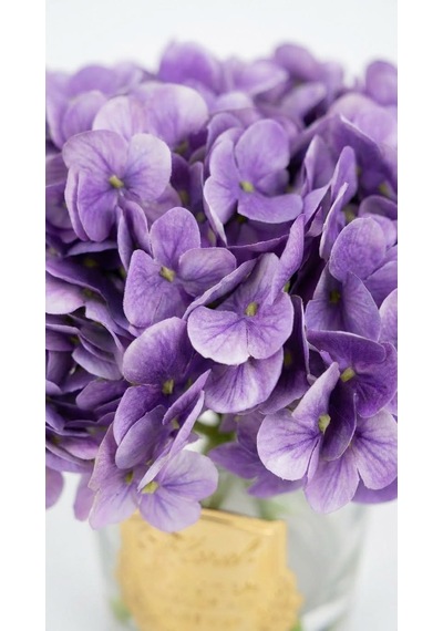 Scented Hydrangeas Lavender Bloom Ortanca Diğer