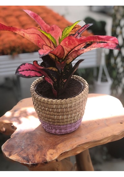 Hasır Saksıda Renkli Kraton - Codiaeum Variegatum Sunny Star N11.91