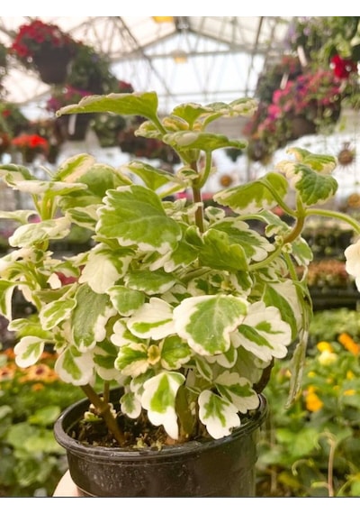 Plectranthus Forsteri Adaçayı Kokulu Bitki Sarkıcı Tür Saksılı