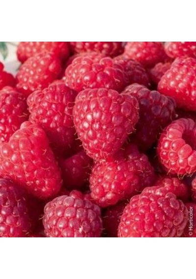 3 Lü Ahududu Fidanı Seti 1 Yaşında Rubus İdaeus Bahçeniz İçin