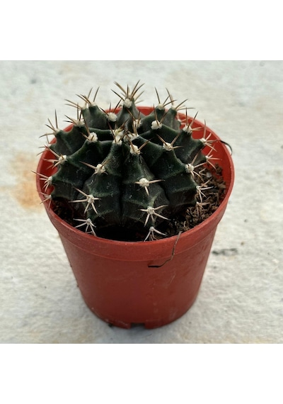 5.5 Luk Saksıda Gymnocalycium Mihanovichii Çene Kaktüsü