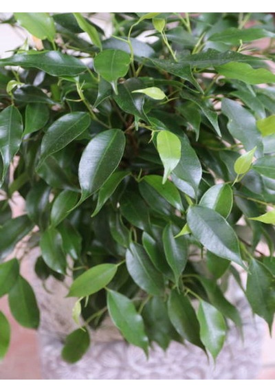 Videolu Benjamin Ficus Bitkisi 1 Adet Saksılı/ Tüplü 80-110cm Iç Mekan Salon Ofis Bitkisi
