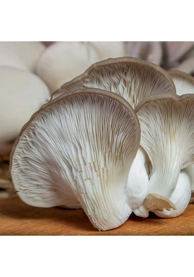 1 KG İstiridye Mantarı Tohumu Miseli