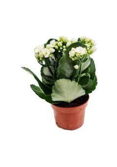 Kalanşo Çiçeği Kalanchoe 10 Adet Beyaz